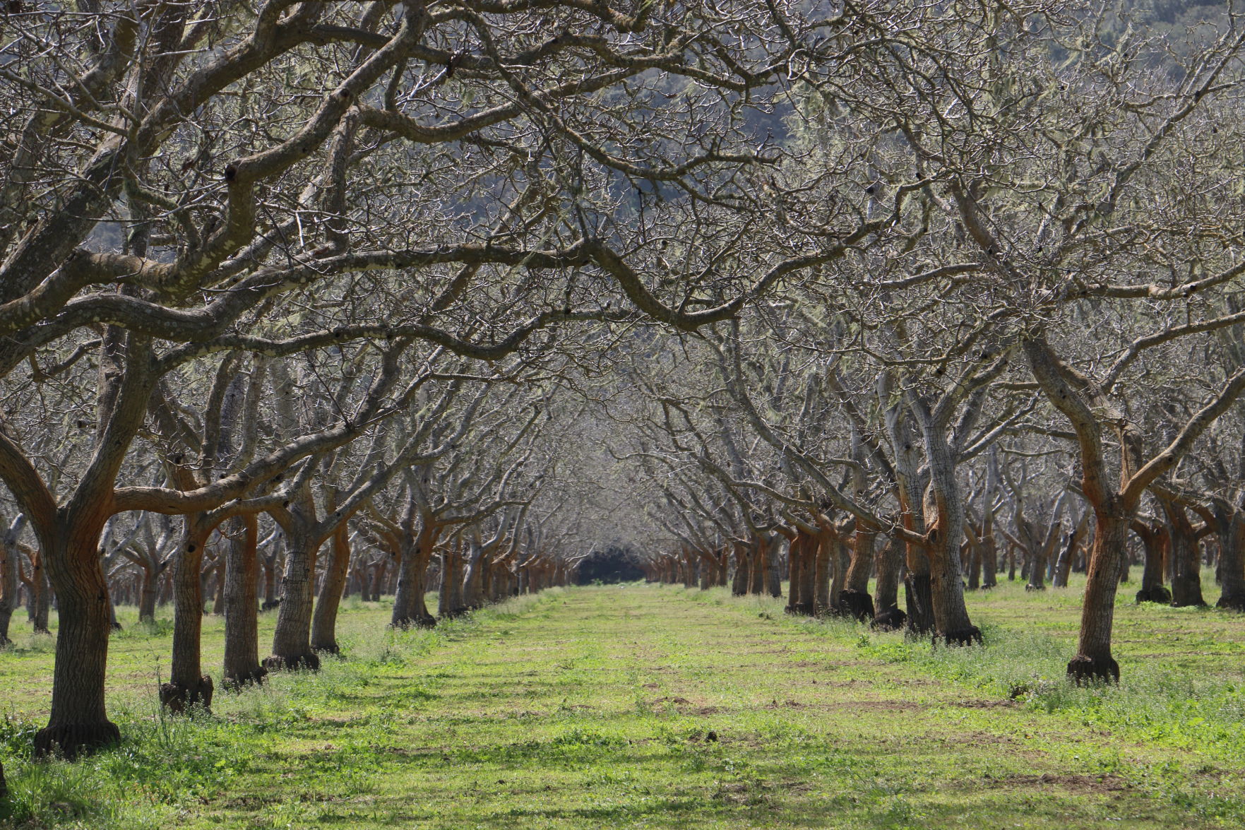 Lee-Volker Cox - Through the Orchard.jpg